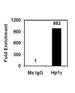 Millipore Magna Chip A/G Chromatin Immunoprecipitation Kit