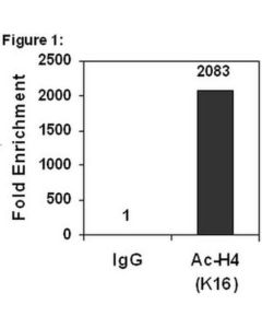 Millipore Chipab+ Acetyl-Histone H4 (Lys16) - Chip Validated Antibody