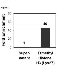 Millipore Chipab+ Dimethyl-Histone H3 (Lys27) - Chip Validated Antibody