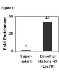 Millipore Chipab+ Dimethyl-Histone H3 (Lys79) - Chip Validated Antibody