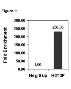 Millipore Chipab+ Phospho-Histone H3 (Thr3) - Chip Validated Antibody