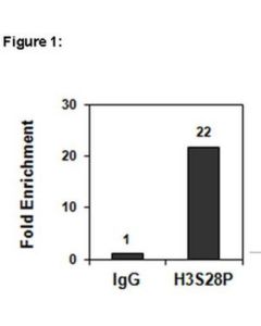Millipore Chipab+ Phospho-Histone H3 (Ser28) Antibody