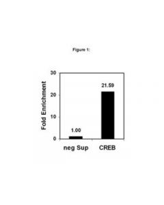 Millipore Chipab+ Creb - Chip Validated Antibody And Primer Set,
