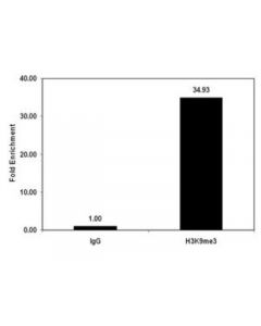 Millipore Chipab+ Trimethyl-Histone H3 (Lys9) - Chip Validated Antibody
