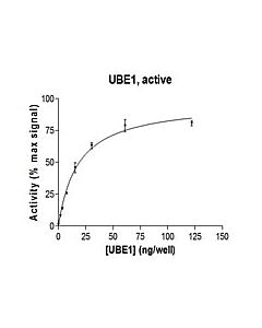 Millipore Ube1 Protein, Active, 10 &#181;G