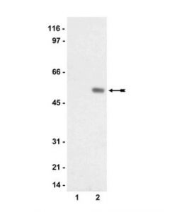 Millipore Anti-Phospho-Sgk Antibody