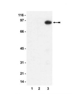 Millipore Anti-Phospho-Mypt1 (Thr850) Antibody