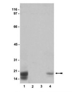 Millipore Anti-Phospho-Cpi-17 (Thr38) Antibody