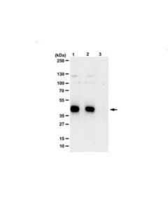 Millipore Anti-Phospho-Mkk7/Skk4 (Thr275/Ser277) Antibody
