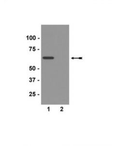 Millipore Anti-Cleaved-Tau (Asp421) Antibody, Clone C3