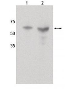 Millipore Anti-Cyp450 1a1 Antibody