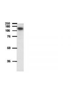 Millipore Anti-Atp-Binding Cassette Antibody, Sub-Family B (Mdr/Tap),