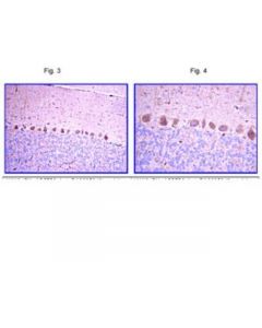 Millipore Anti-Lhx2 Antibody