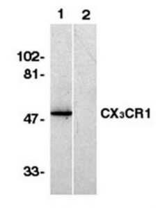 Millipore Anti-C-X-X-X-C Chemokine Receptor 1 Antibody, Nt