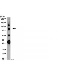 Millipore Anti-Gaba B Receptor R1 Antibody