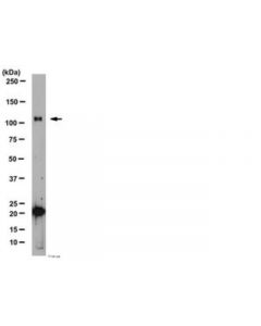 Millipore Anti-Glutamate Receptor Delta 1/2 Antibody