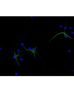 Millipore Anti-Map2, Alexa Fluor 488 Conjugate Antibody