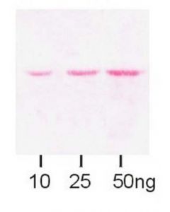 Millipore Anti-Maltose Binding Protein Antibody
