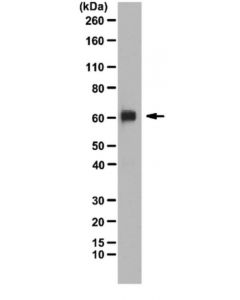 Millipore Anti-Prdm14 Antibody