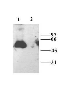 Millipore Anti-Gaba A Receptor Alpha3 Antibody
