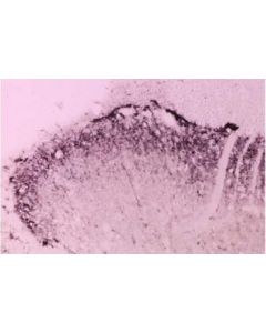 Millipore Anti-Brain Derived Neurotrophic Factor Antibody, Pro