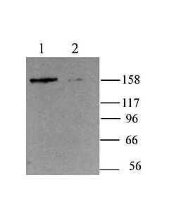Millipore Anti-Hcn4 Antibody