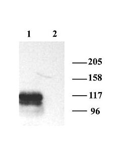 Millipore Anti-Hcn1 Antibody