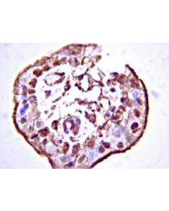 Millipore Anti-Stabilin-1 Antibody, Ct