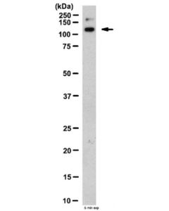 Millipore Anti-Integrin Alpha 10 (Itga10) Antibody