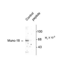 Millipore Anti-Phospho-Munc-18 (Ser515) Antibody