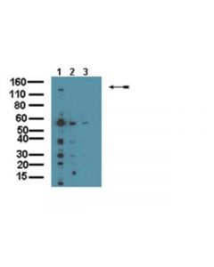 Millipore Anti-Magi-2 Antibody