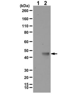 Millipore Anti-K-Ras4a Antibody, Isoform-Specific