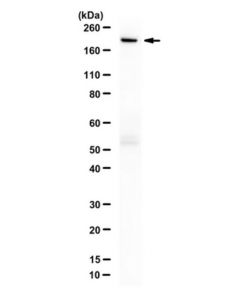 Millipore Anti-Cas9 Antibody, D10a/H840a Mutant