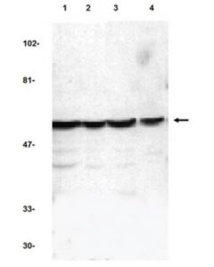 Millipore Anti-Caspase-10 Antibody