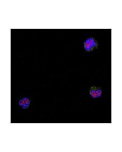 Millipore Anti-Nipp-1 Antibody