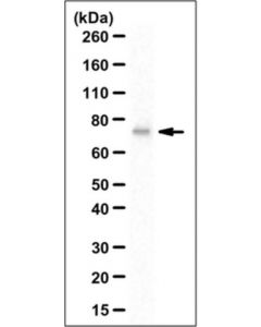 Millipore Anti-Snx18 Antibody