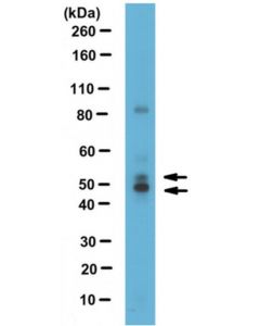Millipore Anti-Nuclear Factor 1/C Antibody