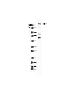 Millipore Anti-Phospho Brd4 (Ser492/Ser494)