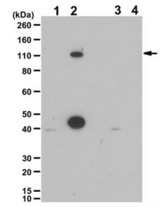 Millipore Anti-Phospho Lsd1 (Ser 112) Antibody