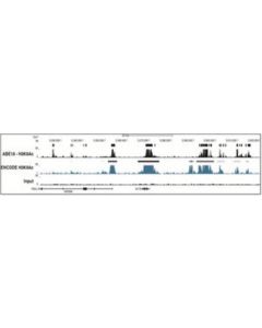 Millipore Anti-Acetyl Histone H3 (Lys9) Antibody, Trial Size