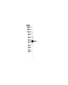 Millipore Anti-Pagr1 (Pa1)