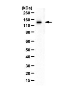 Millipore Anti-Dbc1 Antibody