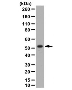 Millipore Anti-Ptrf/Cavin-1 Antibody