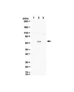 Millipore Anti-Phospho Tfeb (Ser142)