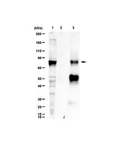 Millipore Anti-Bmal1