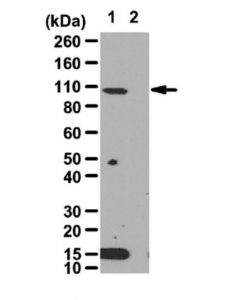 Millipore Anti-Hif-1alpha Antibody
