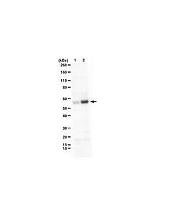 Millipore Anti-Phospho-Smad1 (Ser463 Antibody, Ser465)