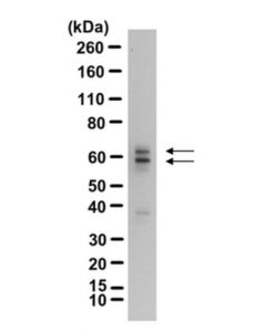 Millipore Anti-Gad65 Antibody
