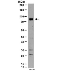 Millipore Anti-Pde4d3 Antibody