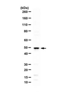 Millipore Anti-Bhlhe40/Dec1 Antibody